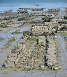 huitre_Cancale_001